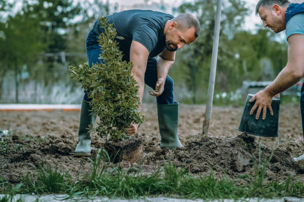 How Our Tree Care Process Works  in  Celebration, FL