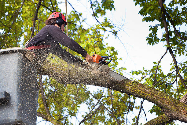 Celebration, FL Tree Removal Company